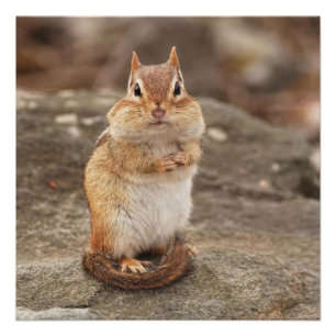 Niedlicher fetter und flaumiger Chipmunk Poster