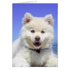 Niedlicher finnischer Lapphund Puppy