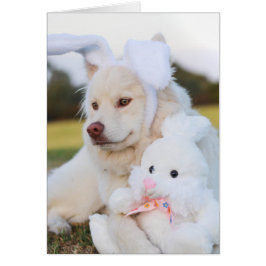 Niedlicher finnischer Lapphund Puppy