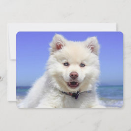 Niedlicher finnischer Lapphund Puppy