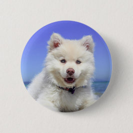 Niedlicher finnischer Lapphund Puppy Button