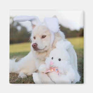 Niedlicher finnischer Lapphund Puppy Magnet