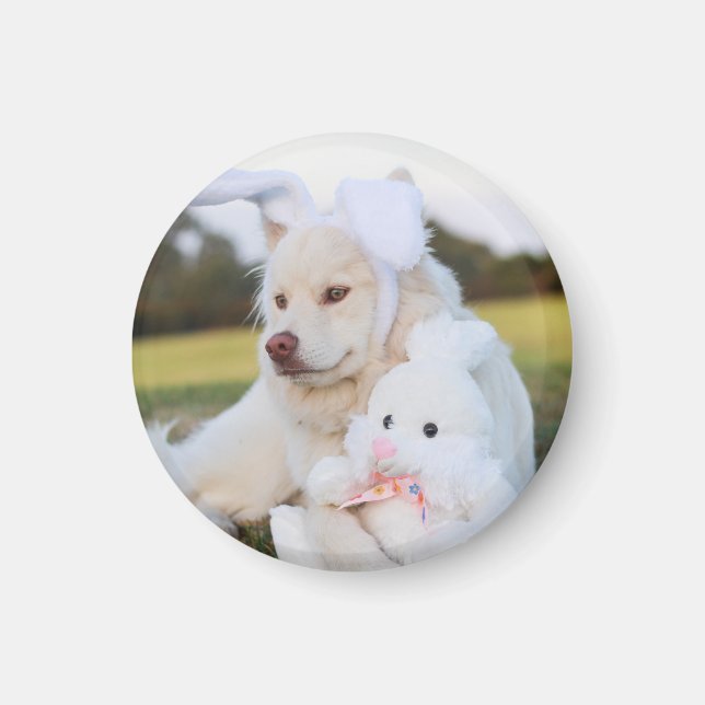 Niedlicher finnischer Lapphund Puppy Magnet (Vorne)