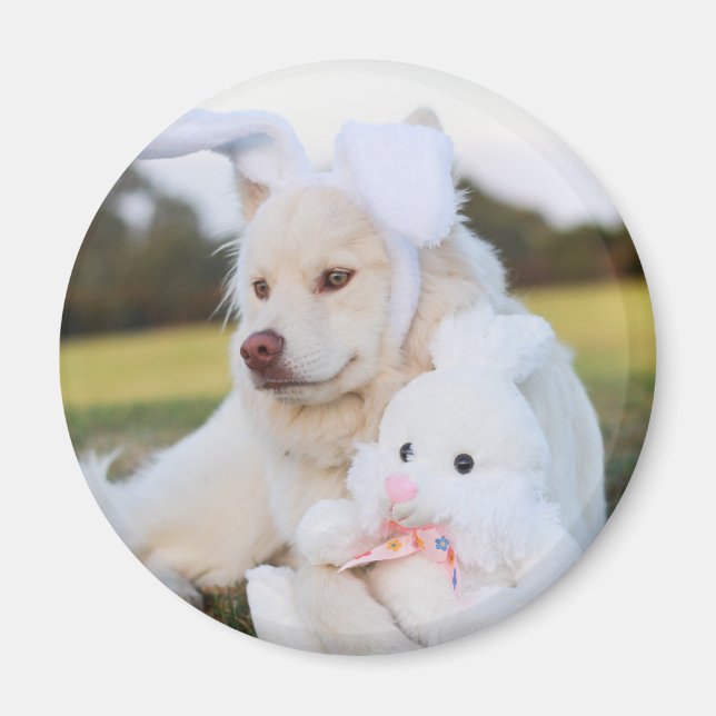 Niedlicher finnischer Lapphund Puppy Magnet (Vorne)