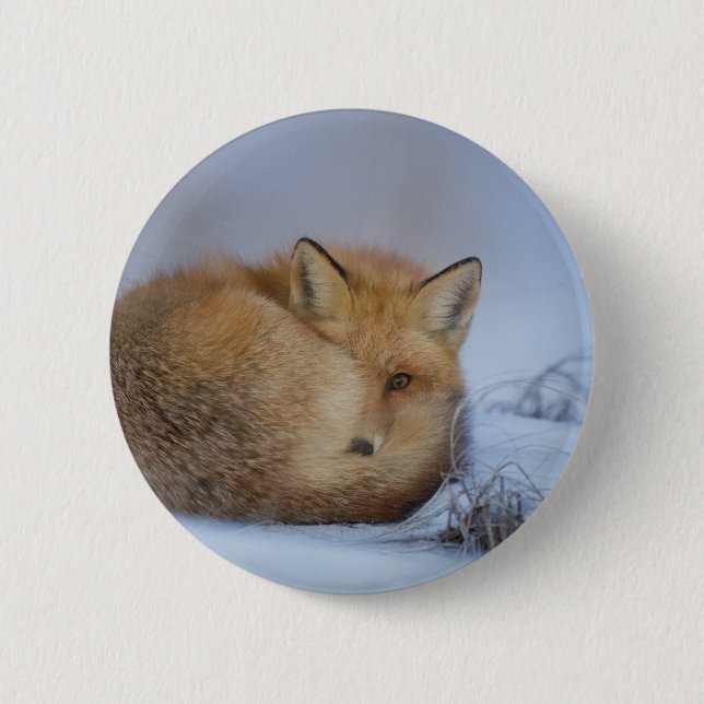 Niedlicher Fox hat das Foto im Winter aufgerissen Button (Vorderseite)