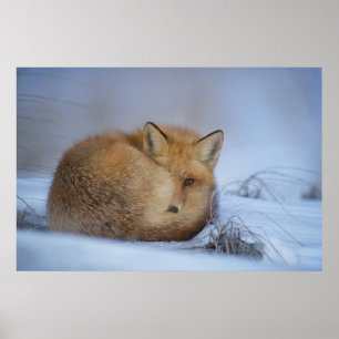 Niedlicher Fox hat das Foto im Winter aufgerissen Poster