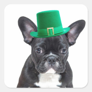 Niedlicher französischer Bulldog mit Hat St. Patri Quadratischer Aufkleber