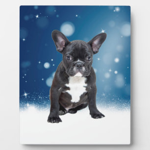 Niedlicher französischer Bulldog Snow Stars Fotoplatte