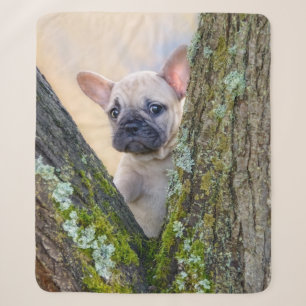 Niedlicher französischer Bulldog Welpe in einer Zw Sherpadecke