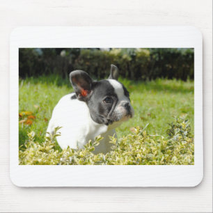 Niedlicher französischer Bulldogge auf Gras Mousepad