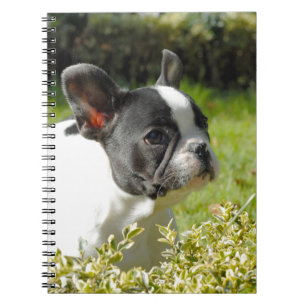 Niedlicher französischer Bulldogge auf Gras Notizblock