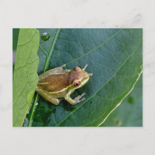Niedlicher Frosch Postkarte