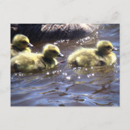 Niedlicher Frühling Goslings Baby Gänse schwimmen Postkarte