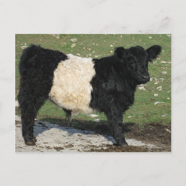 Niedlicher Galloway Calf Postkarte (Vorderseite)