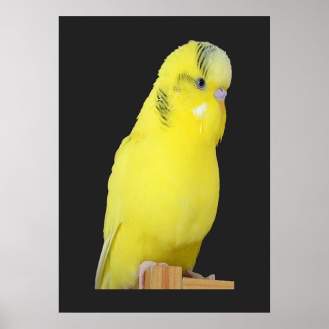 niedlicher gelber Wellensittich Poster (Vorne)