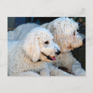 Niedlicher Golden Doodle-Hintergrund Postkarte
