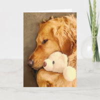 Niedlicher Golden Retriever Dose