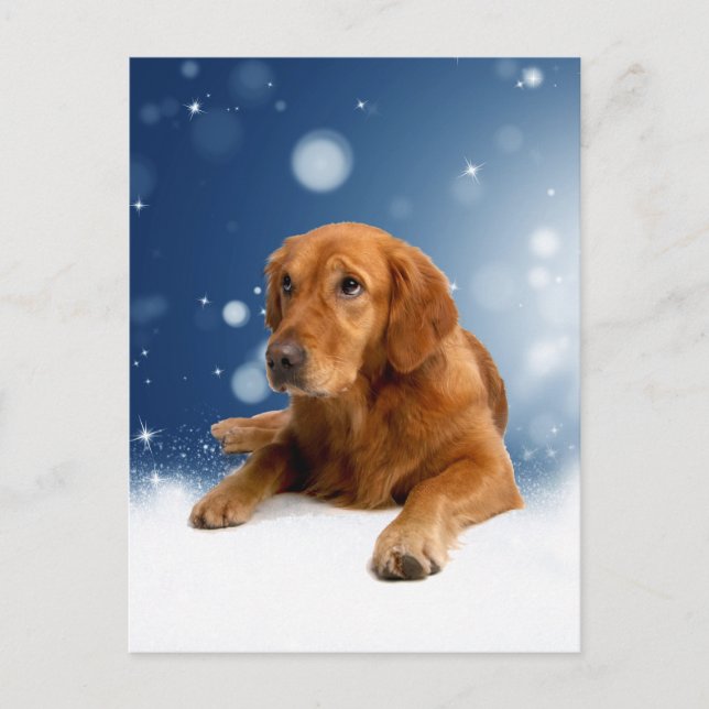 Niedlicher Golden Retriever Hund sitzt in Schneest Postkarte (Vorderseite)