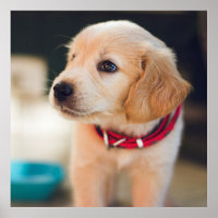 Niedlicher Golden Retriever Welpenhund