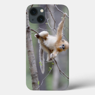 Niedlicher Golden Snub-nosed Affe auf Baumzweigen Case-Mate iPhone Hülle