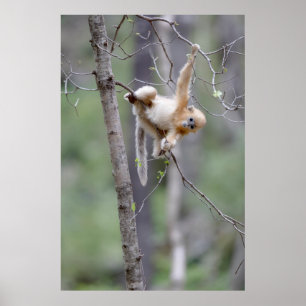 Niedlicher Golden Snub-nosed Affe auf Baumzweigen Poster
