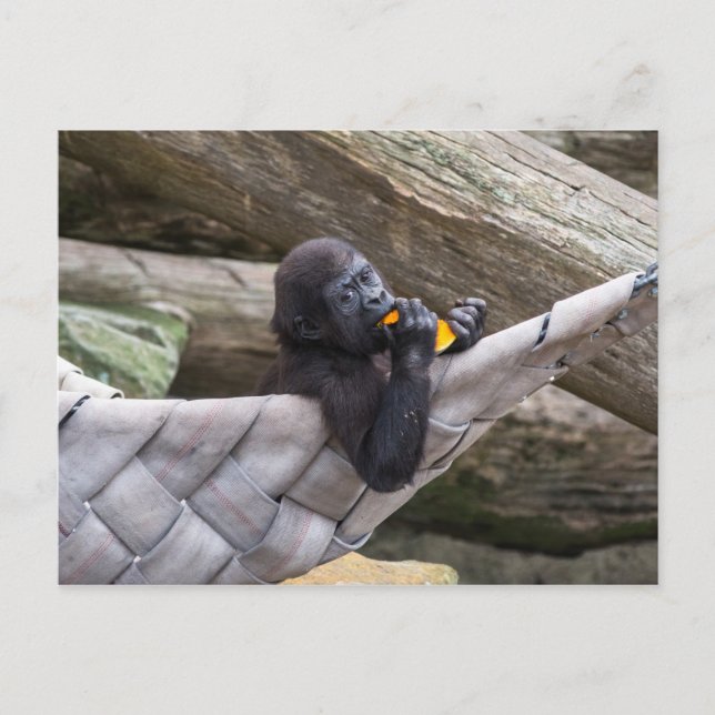 Niedlicher Gorilla, der Sie isst und anschaut Postkarte (Vorderseite)