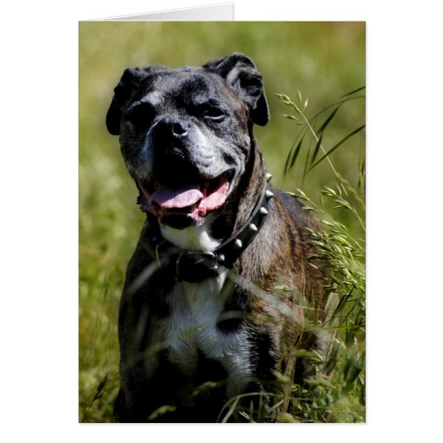 Niedlicher Grashund (Vorne)