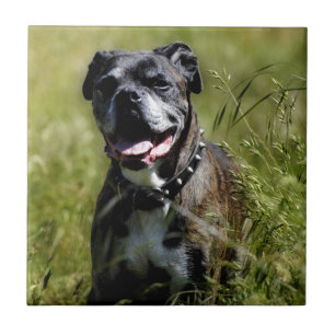 Niedlicher Grashund Fliese