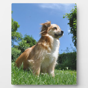 Niedlicher Grashund Fotoplatte