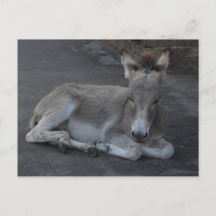 Niedlicher grauer Donkey-Fohlen abgelegt Postkarte