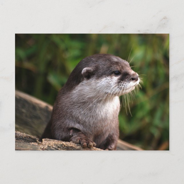 Niedlicher grauer Otter Postkarte (Vorderseite)