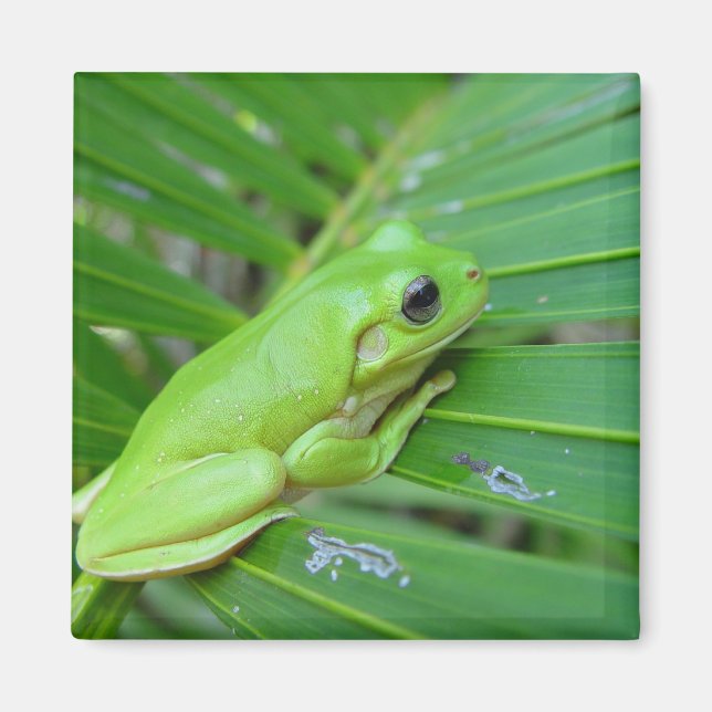 Niedlicher Graufrosch am Ende der Palme Magnet (Vorne)