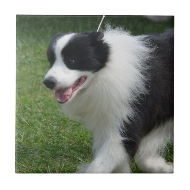 Niedlicher Grenzcollie-Welpe Fliese (Vorderseite)
