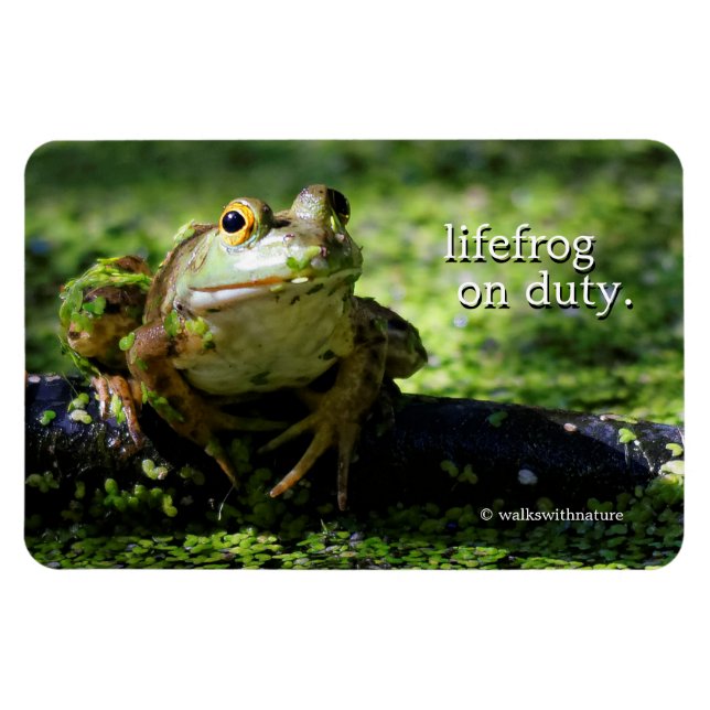Niedlicher grüner Frosch schlägt eine Pose auf dem Magnet (Horizontal)
