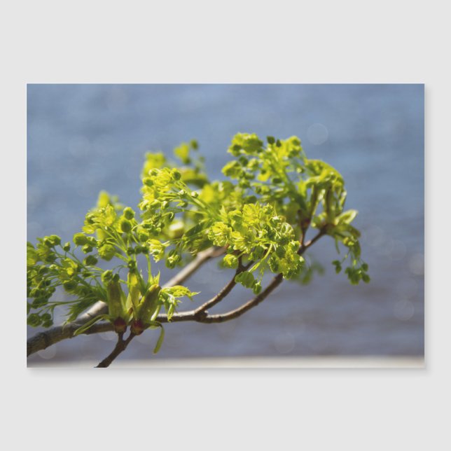 Niedlicher grüner Wind Magnetkarte (Vorderseite)