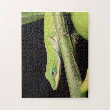 Niedlicher Grüngarten Anole Lizard Natur Wildlife