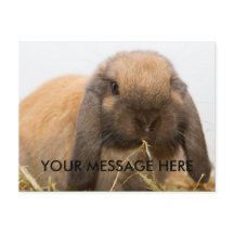 Niedlicher Hasenhahn