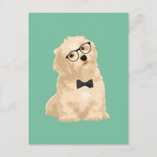 Niedlicher Hipster Reddish Havanese Welpe für Hund Postkarte