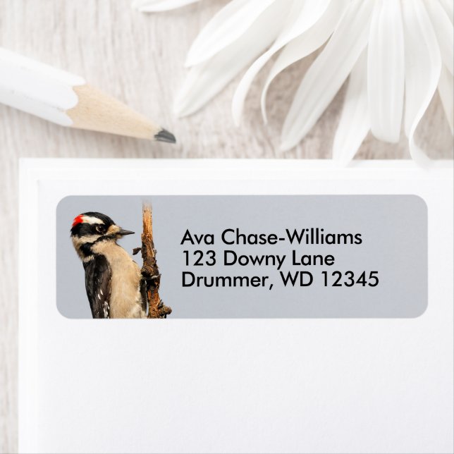 Niedlicher Holzspecht auf Obstbaum (Insitu)