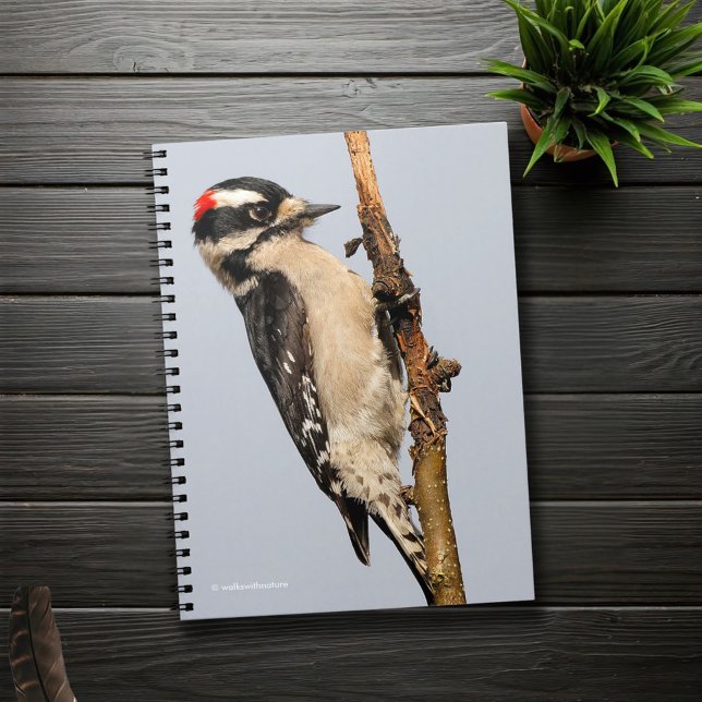 Niedlicher Holzspecht auf Obstbaum Notizblock (Downy Woodpecker on a Pear Tree Branch Journal Cover Photo)