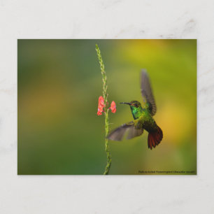 Niedlicher Hummingvogel und Blume, wild lebende Ti Postkarte