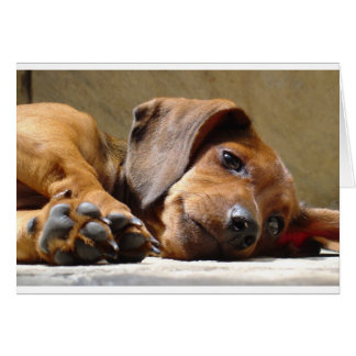 Niedlicher Hund