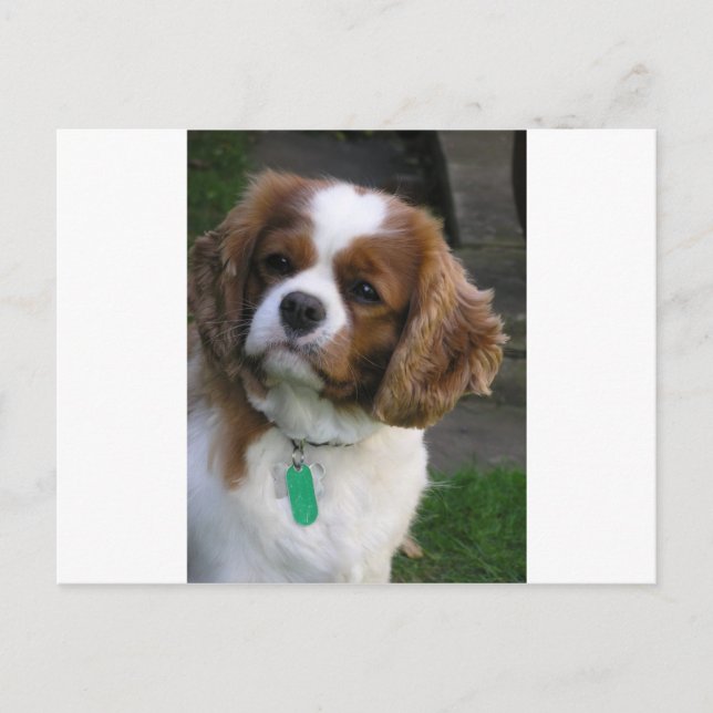 Niedlicher Hund auf der Welt Postkarte (Vorderseite)