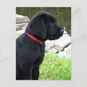 Niedlicher Hund aus dem Black Lab - Labrador Retri Postkarte