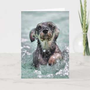 Niedlicher Hund Hunde Schwimmen Karte
