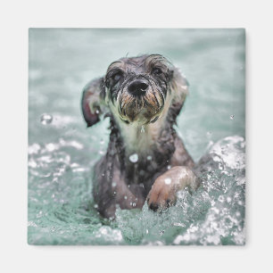 Niedlicher Hund Hunde Schwimmen Magnet