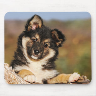 Niedlicher Hund isländisch Sheepdog Welpe in einem Mousepad