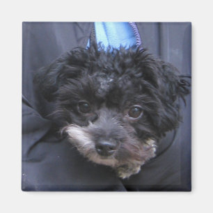niedlicher HUND Magnet