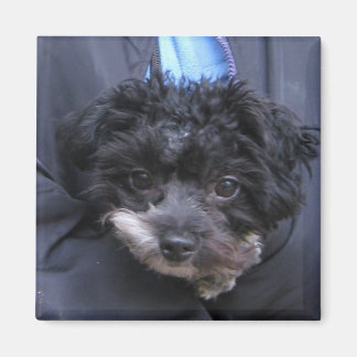 niedlicher HUND Magnet