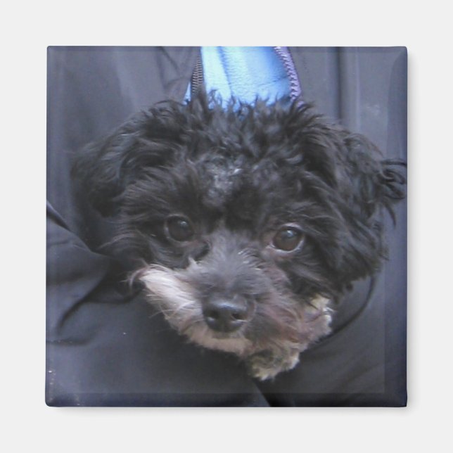 niedlicher HUND Magnet (Vorne)